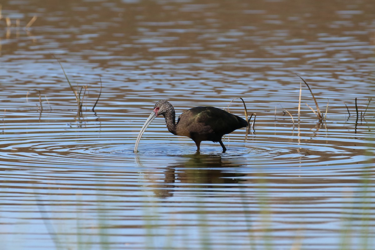 Очковая каравайка - ML647879566