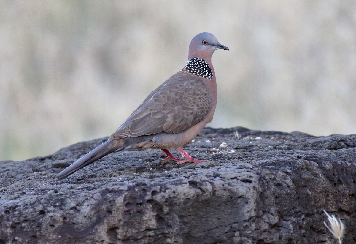 Китайская горлица - ML647879567