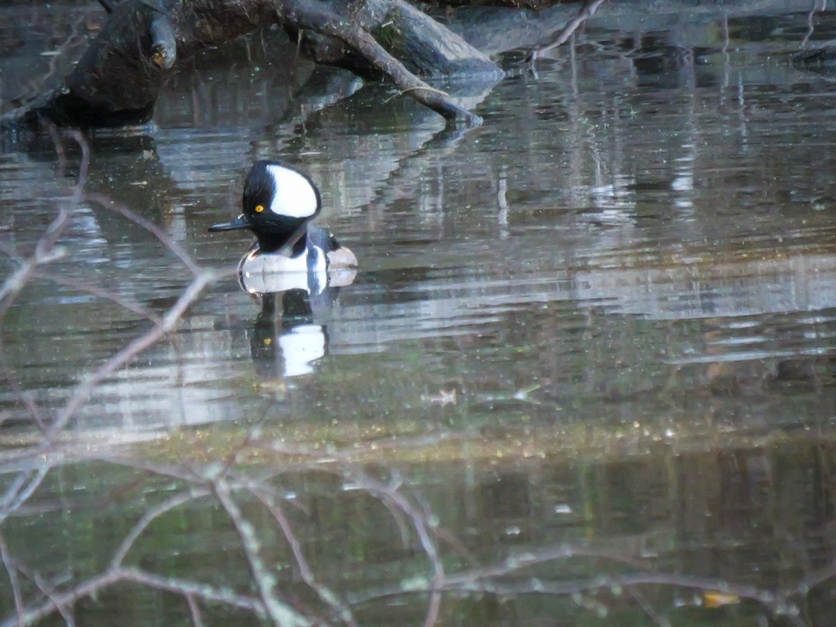 Капюшоновый крохаль - ML647879568