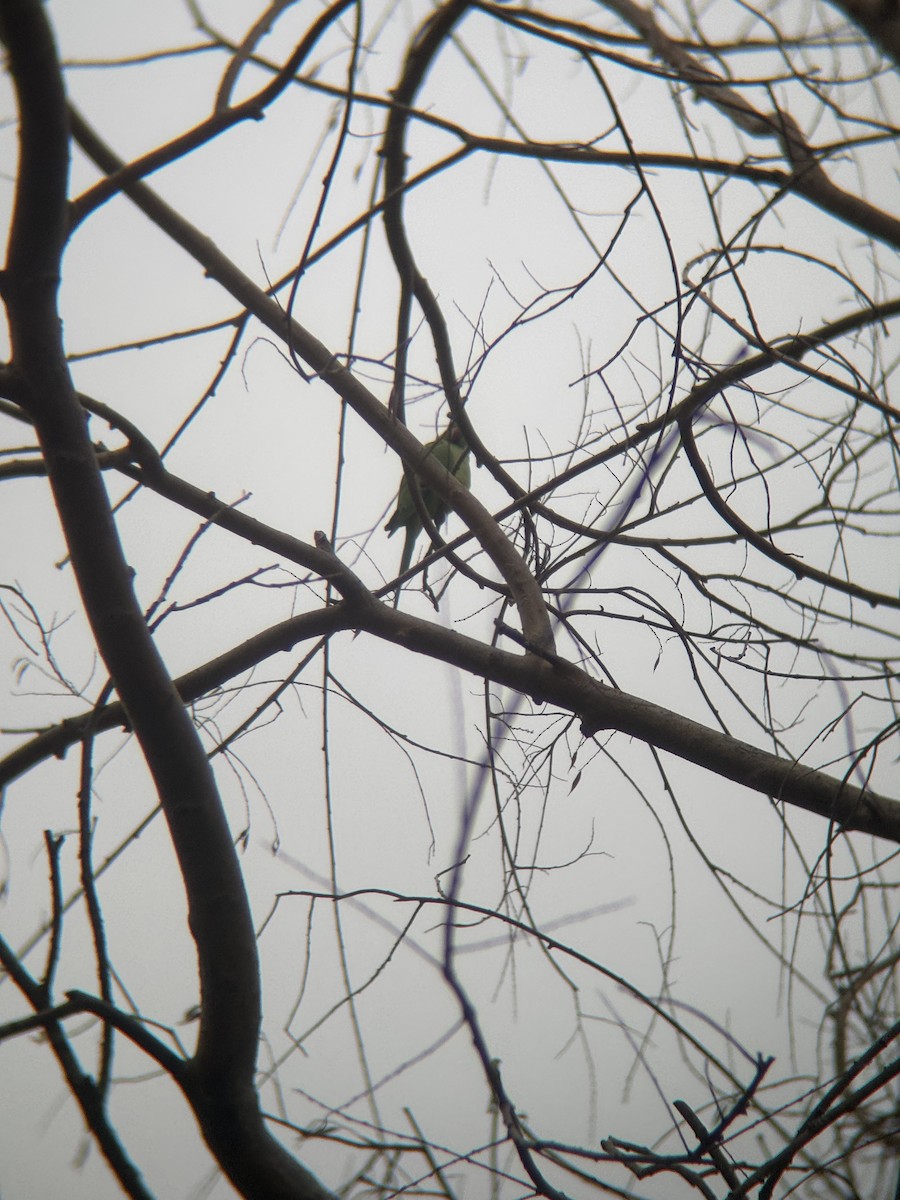 Попугай Крамера - ML647879569