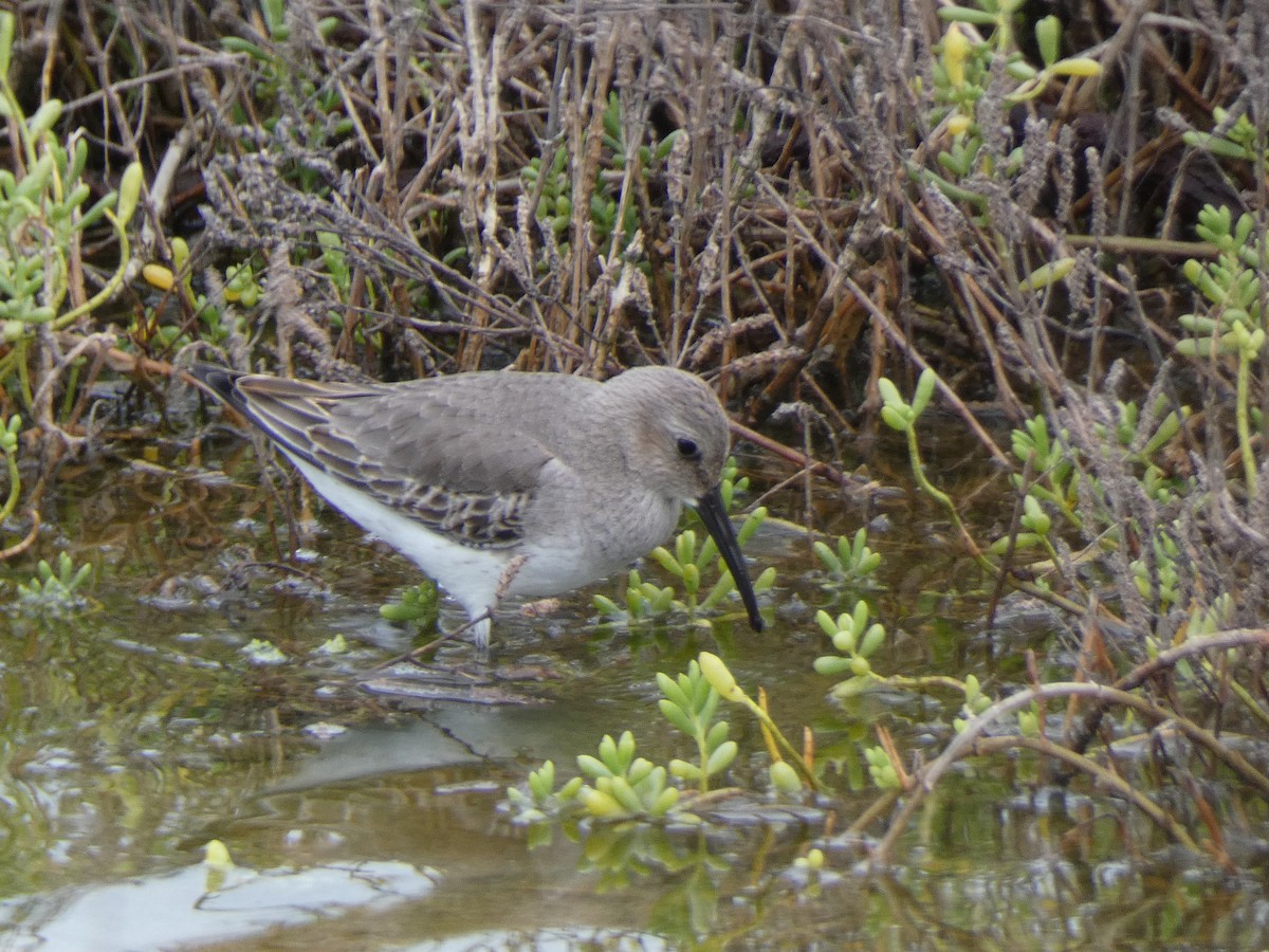 Чернозобик - ML647879570