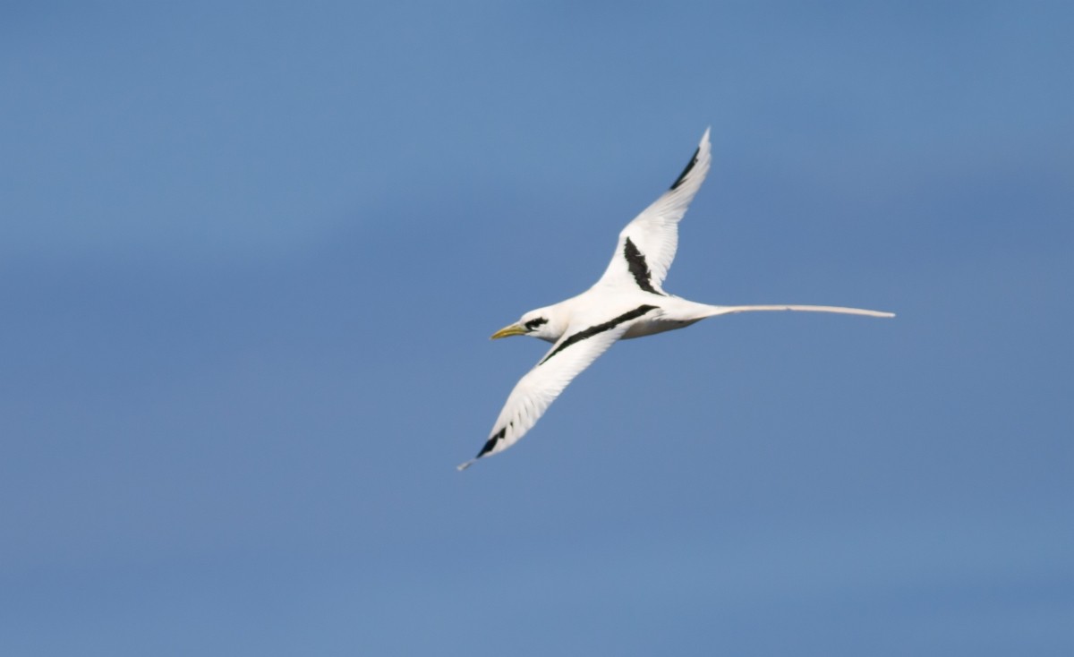 Белохвостый фаэтон - ML647879571