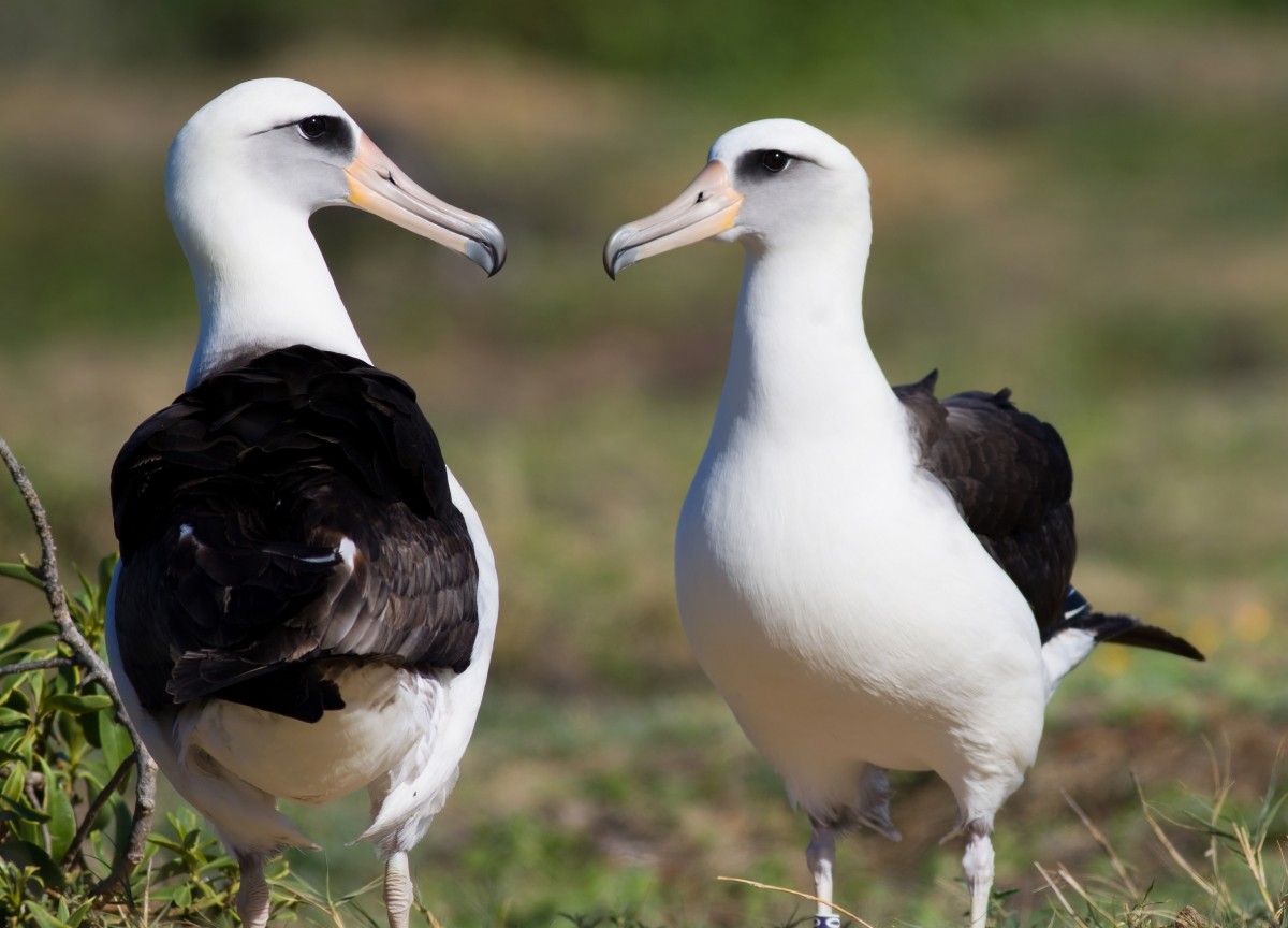 Темноспинный альбатрос - ML647879573