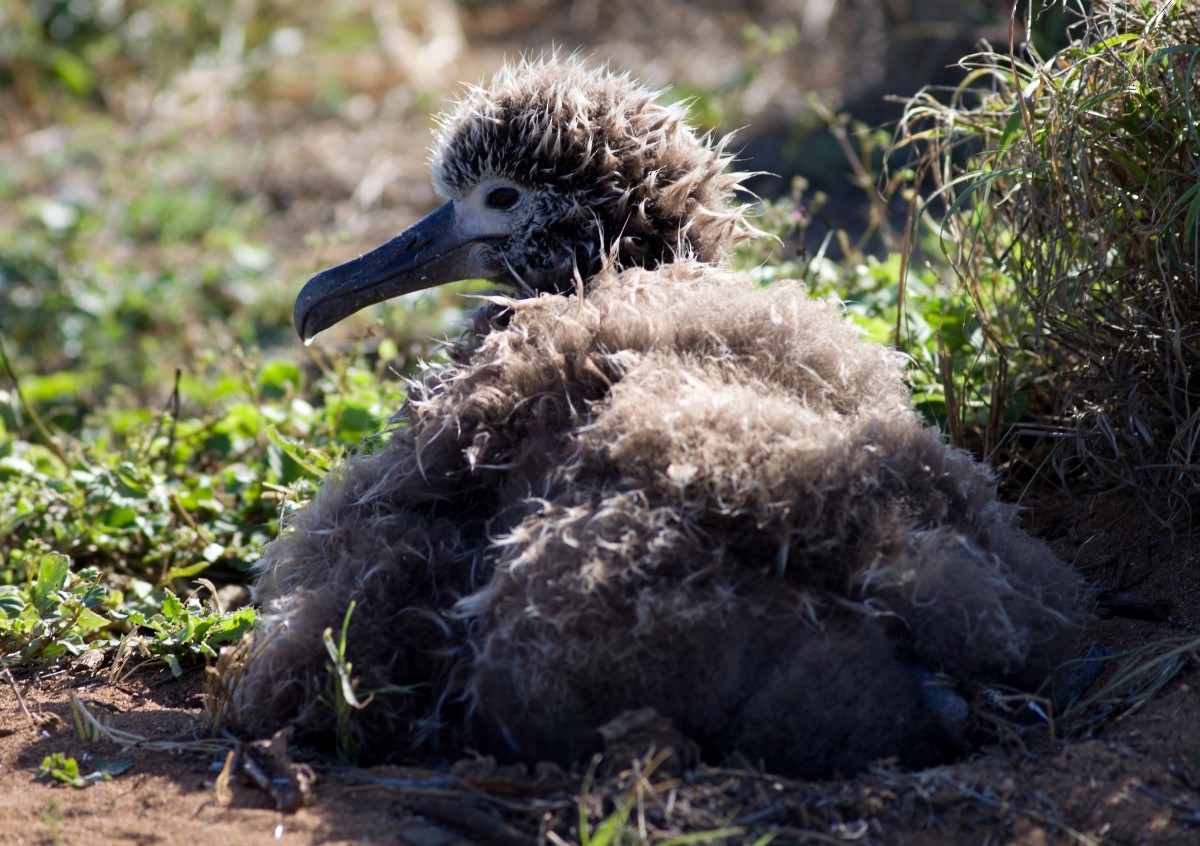 Темноспинный альбатрос - ML647879574