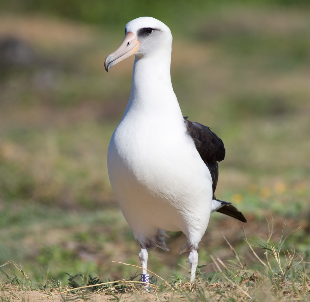 Темноспинный альбатрос - ML647879575