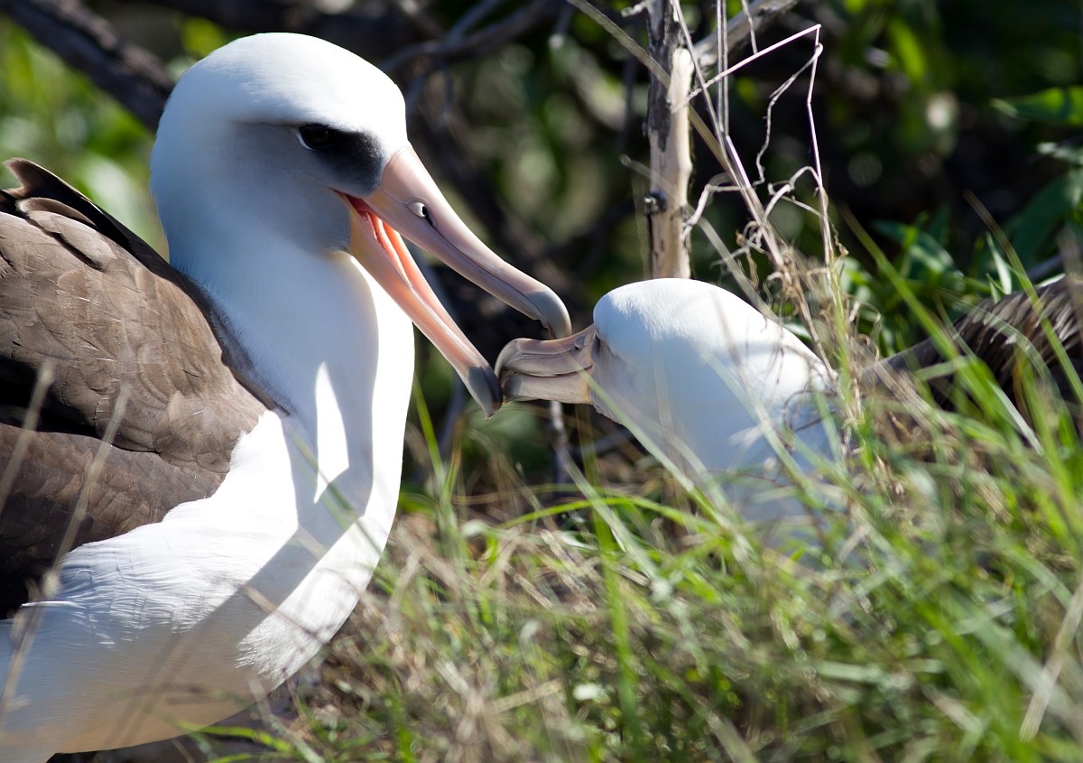 Темноспинный альбатрос - ML647879576
