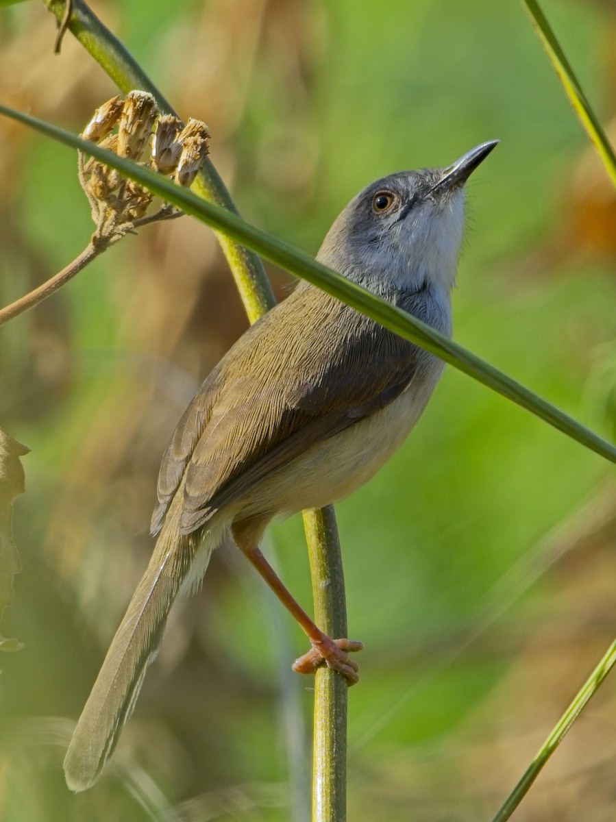 Пепельная приния - ML647879577