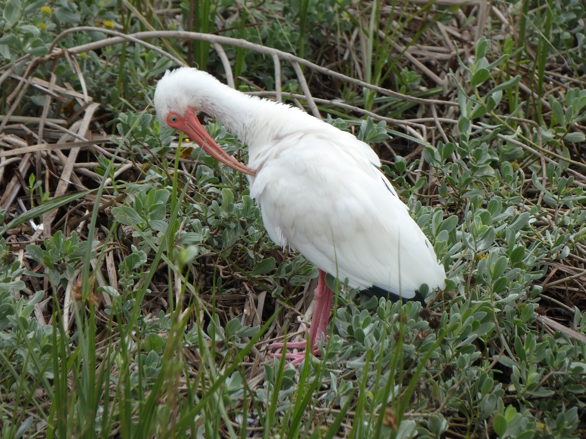 Белый ибис - ML647879586