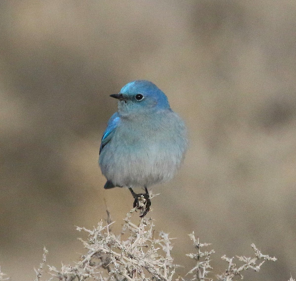 Голубая сиалия - ML647879597