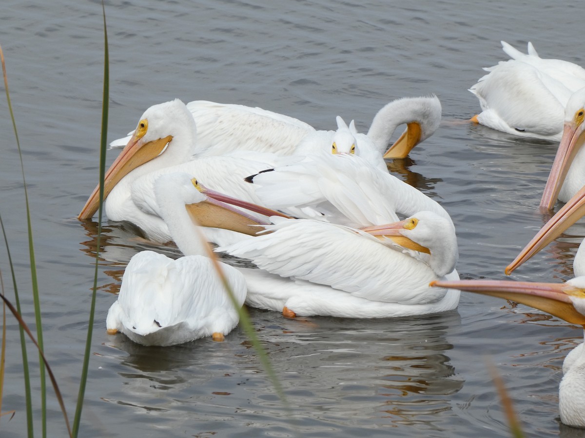 Пеликан-носорог - ML647879604