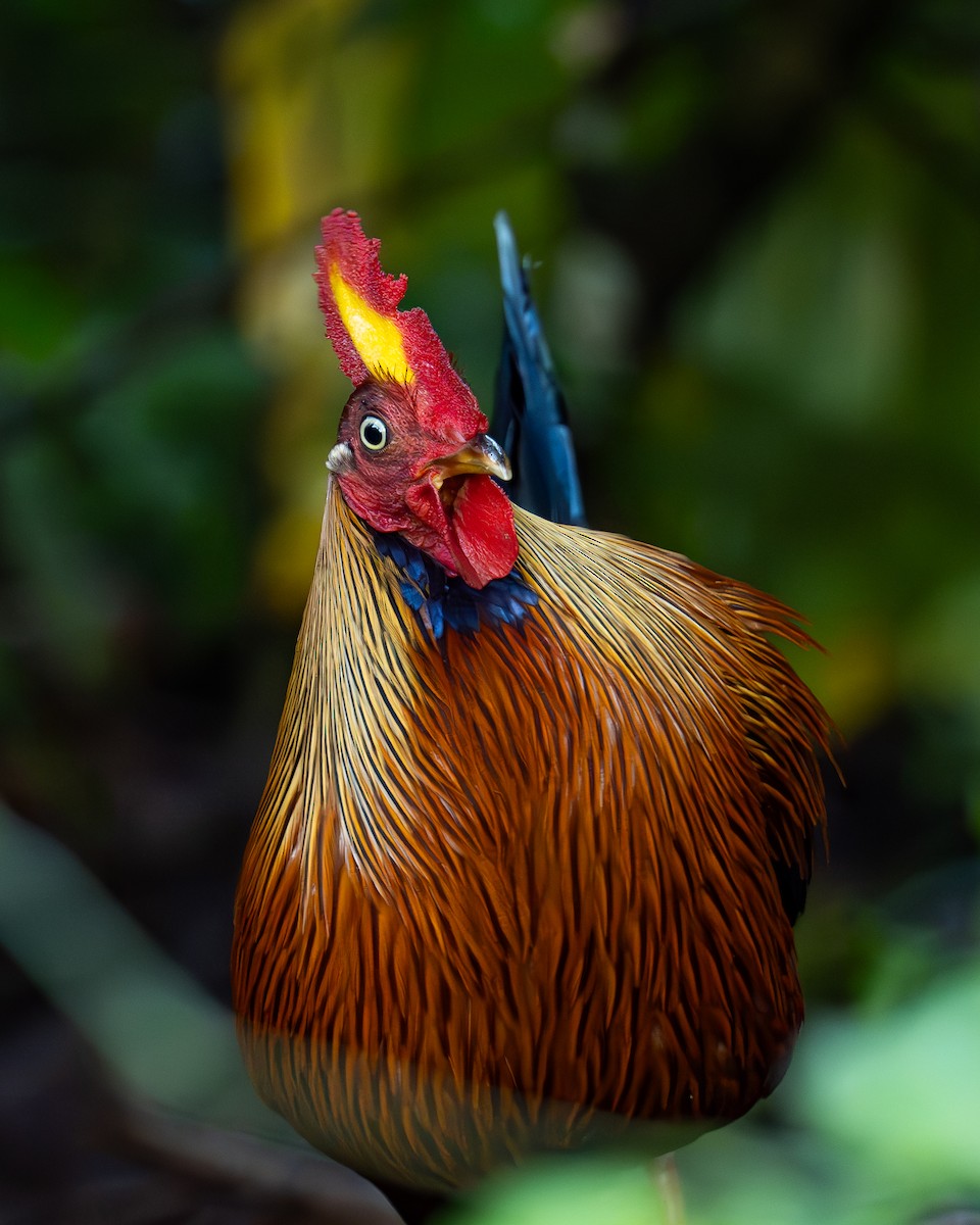 Цейлонский петух - ML647879606