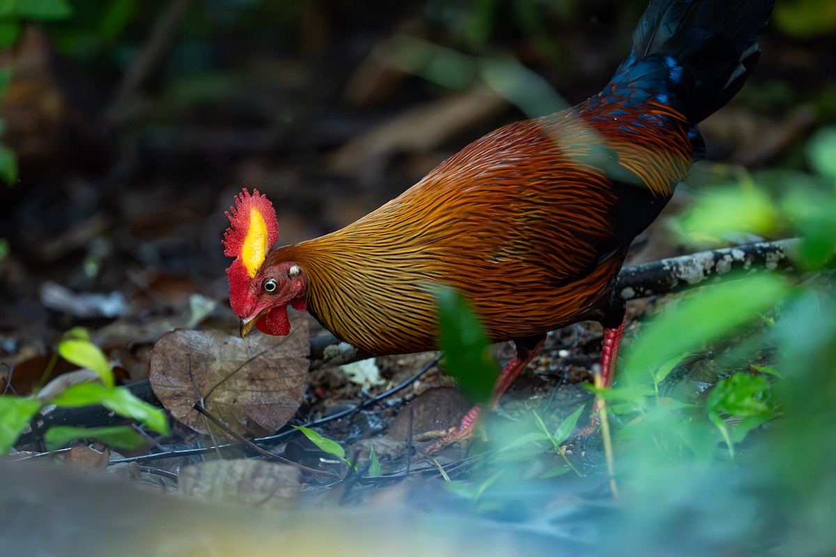 Цейлонский петух - ML647879607