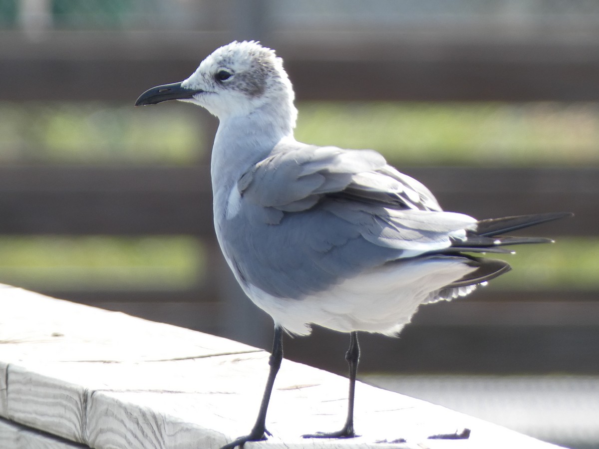 Ацтекская чайка - ML647879608