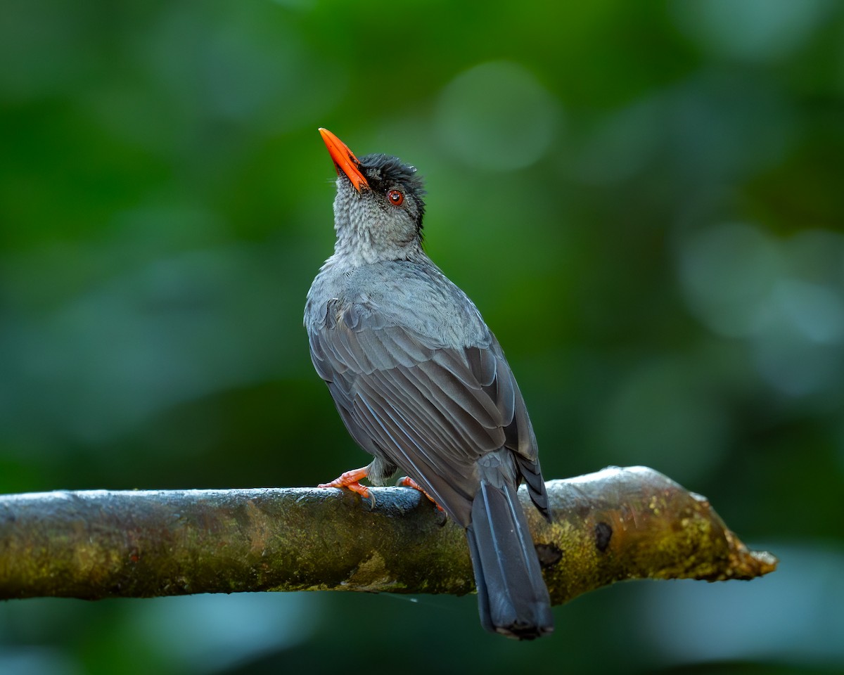 Square-tailed Bulbul - ML647879609