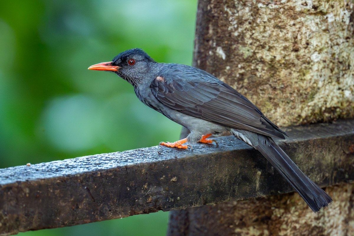 Square-tailed Bulbul - ML647879610
