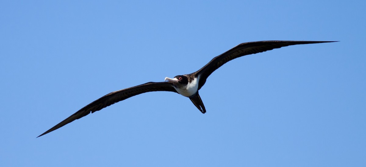 軍艦鳥 - ML647879611