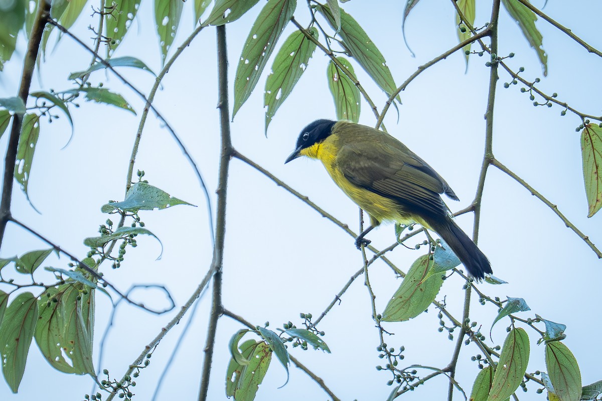 Black-capped Bulbul - ML647879612