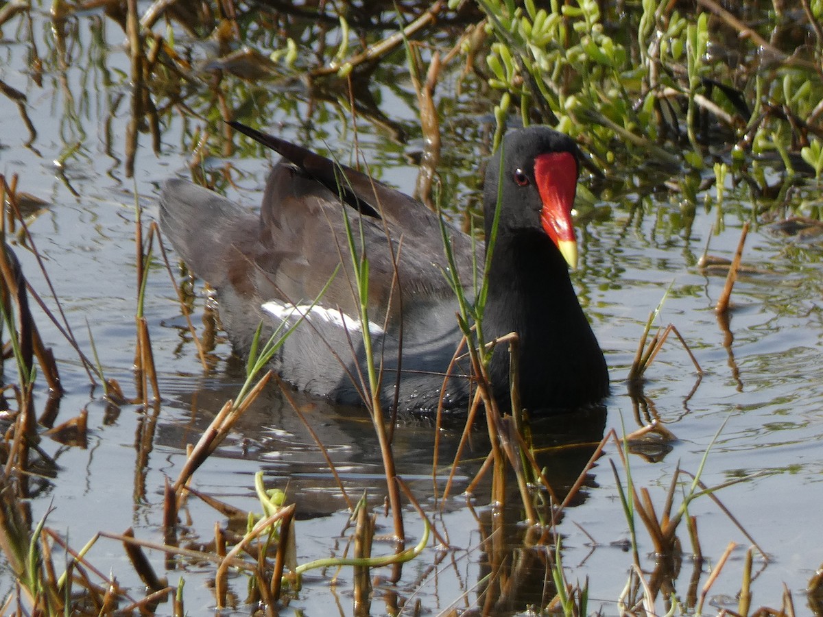 Common Gallinule - ML647879613