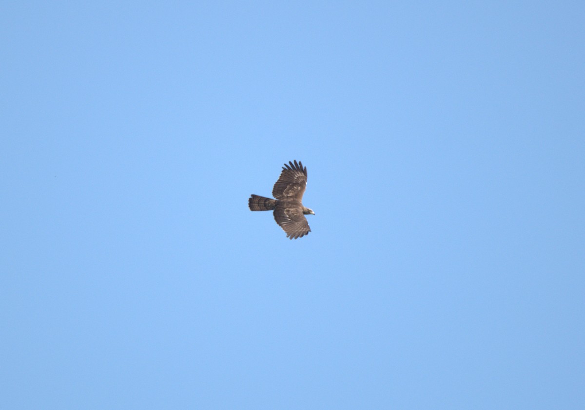 東方蜂鷹 - ML647879614