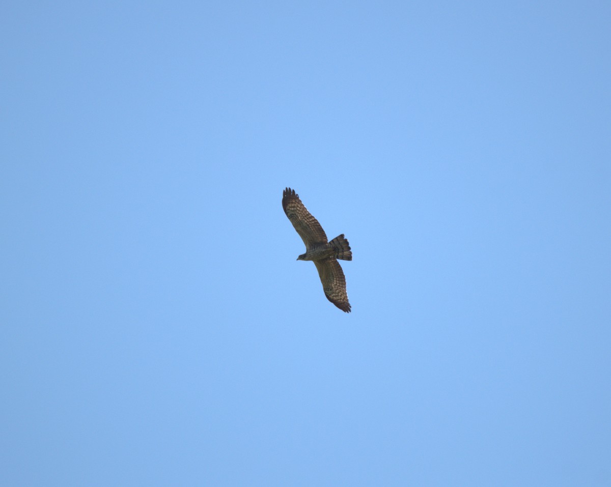 東方蜂鷹 - ML647879615