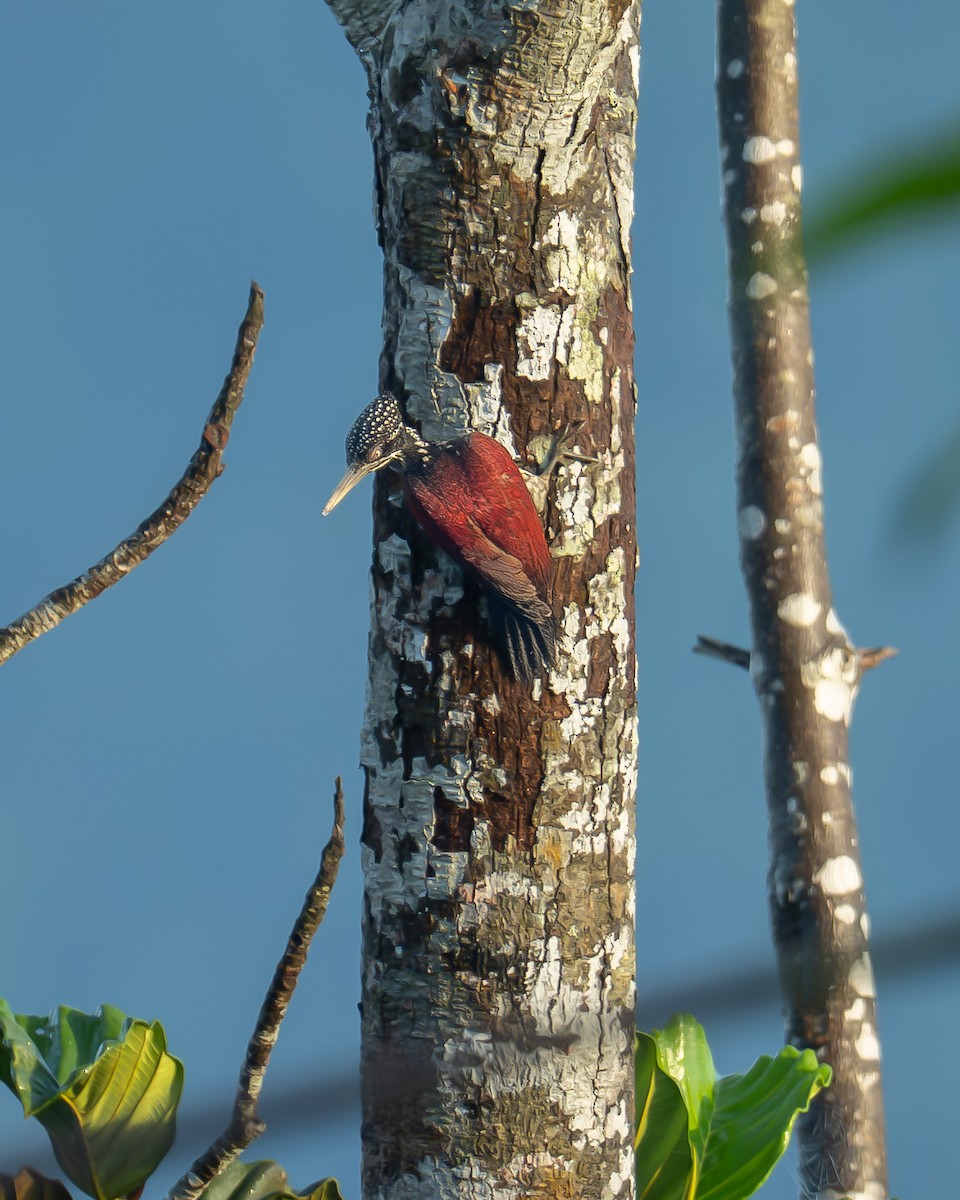 Crimson-backed Flameback - ML647879616