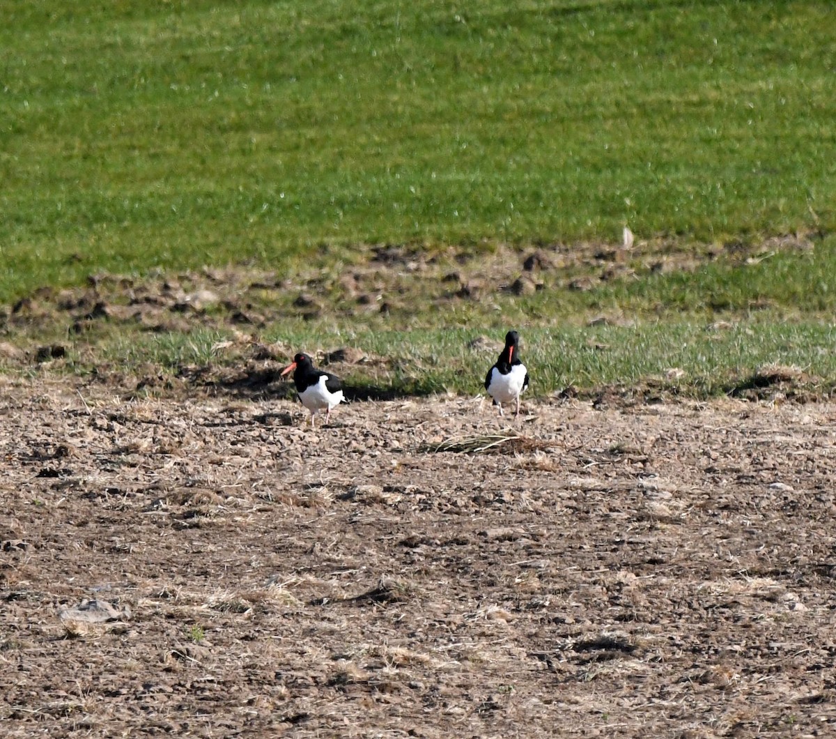 蠣鴴(ostralegus/longipes) - ML647879617