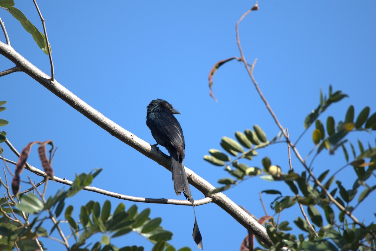 Greater Racket-tailed Drongo - ML647879618