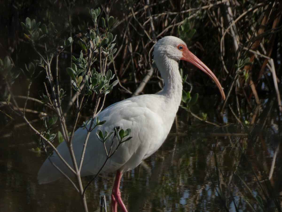 White Ibis - ML647879619