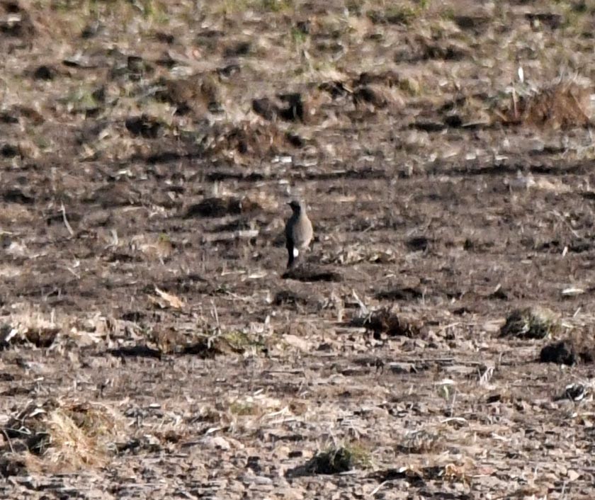 穗䳭 - ML647879620