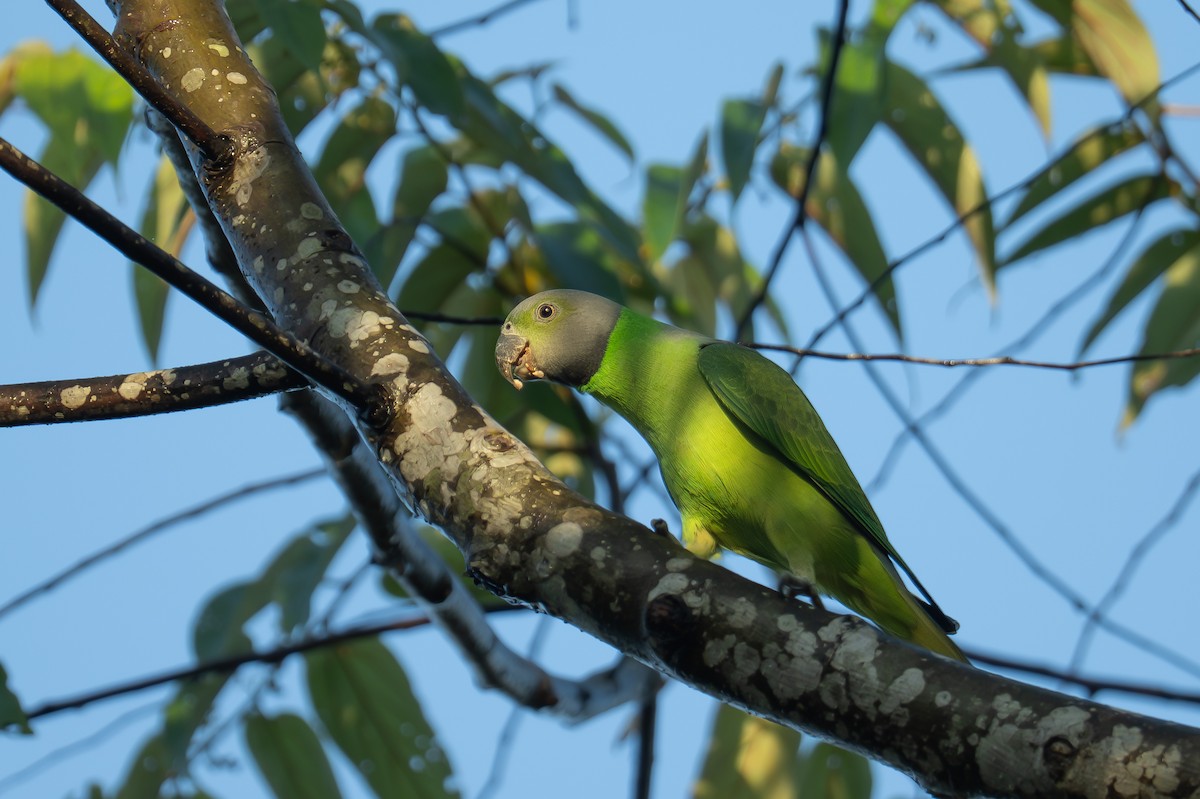 Layard's Parakeet - ML647879621