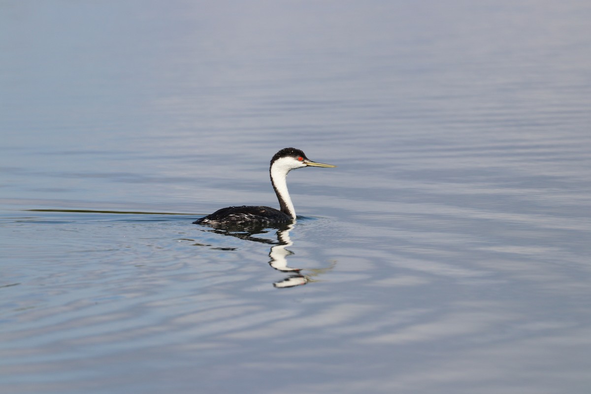 Western Grebe - ML647879623
