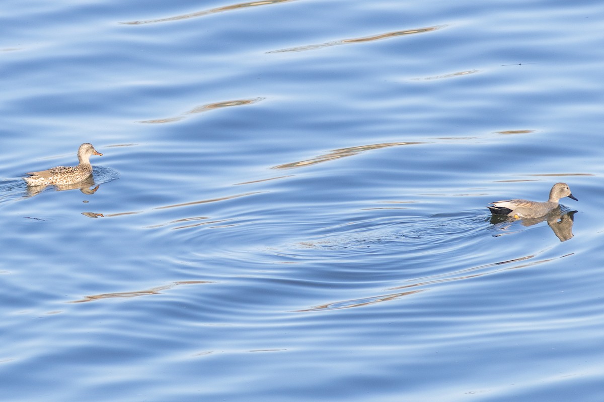 赤膀鴨 - ML647879625