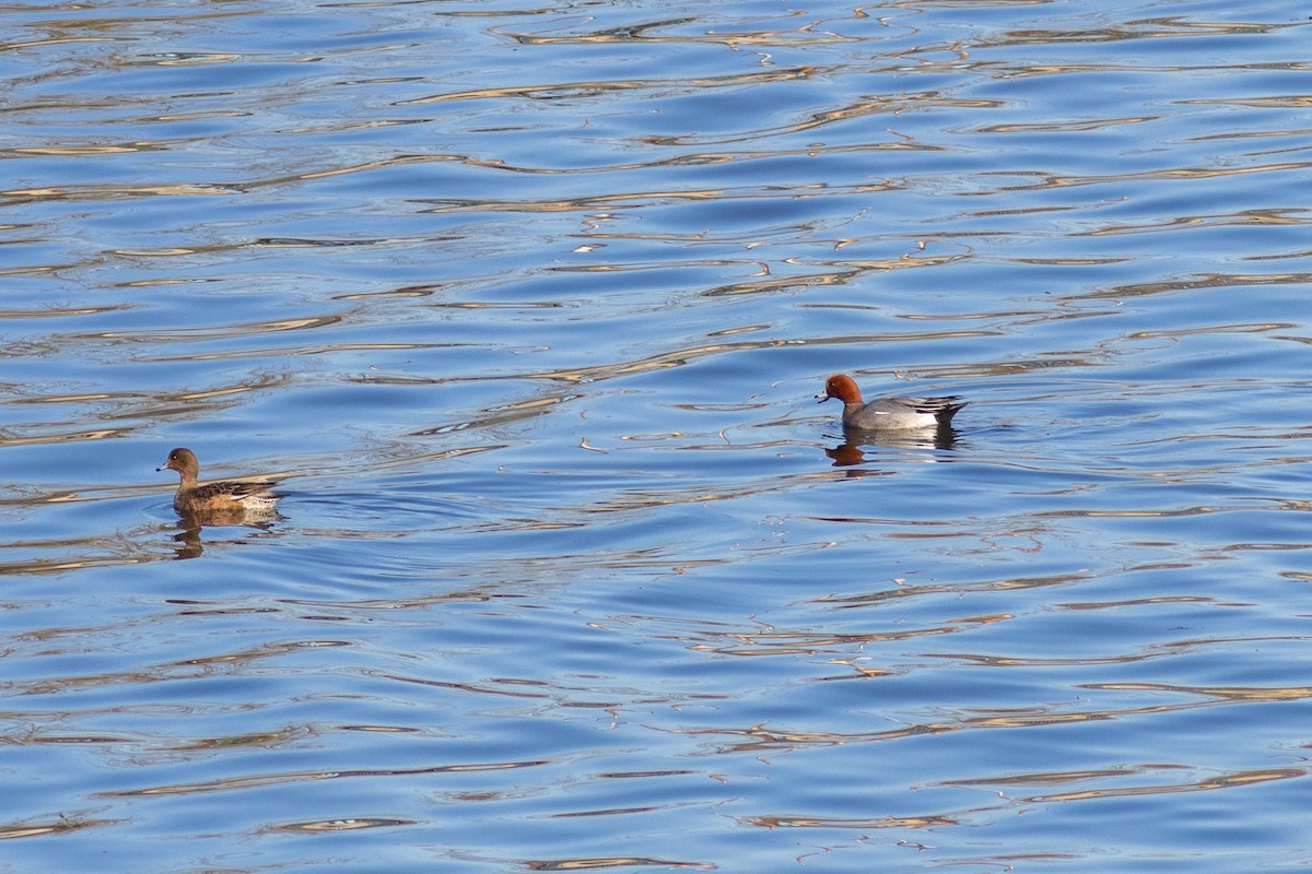 赤頸鴨 - ML647879626
