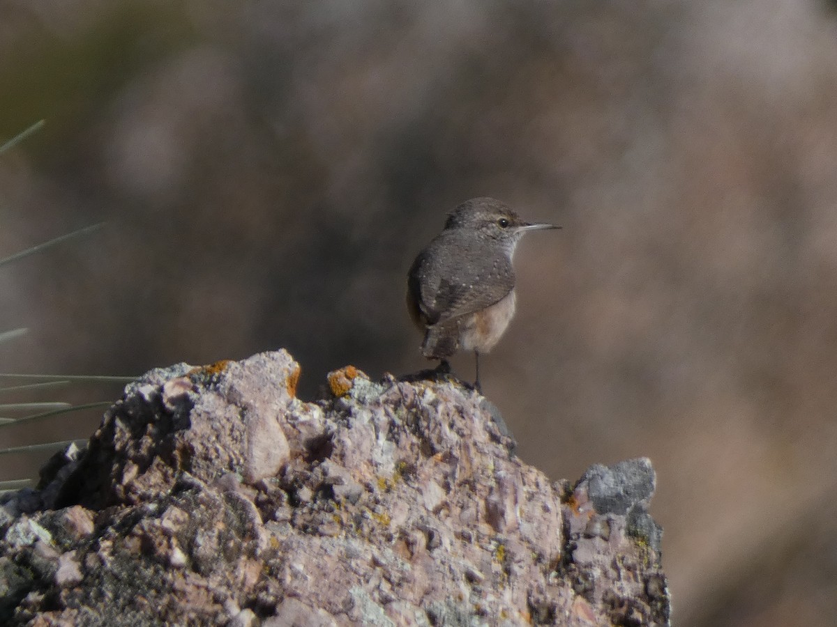 Rock Wren - ML647879634