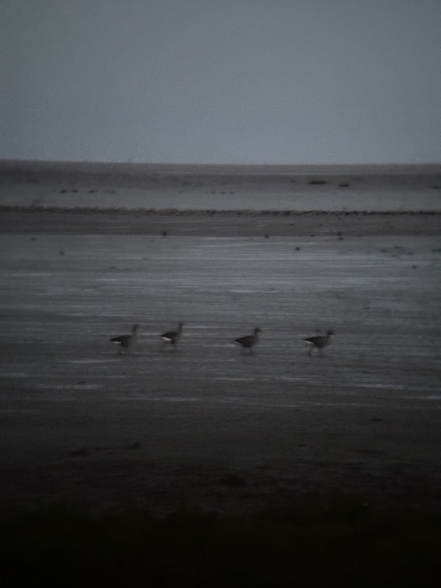 灰雁 - ML647879635