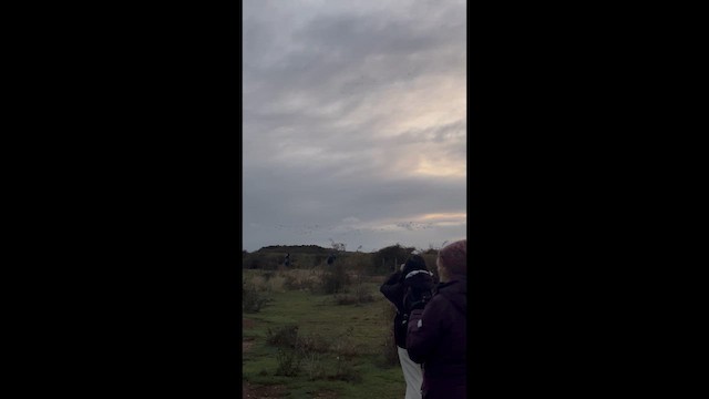 Гуска сіра - ML647879636