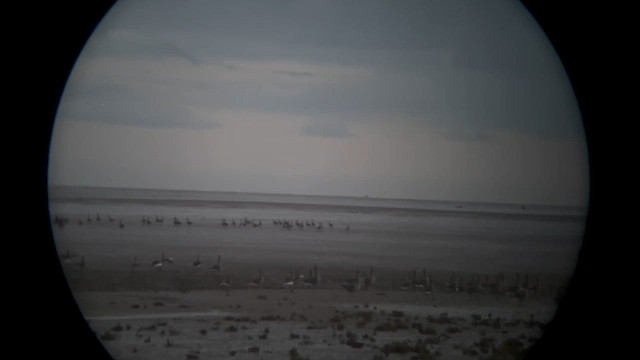 Гуска сіра - ML647879637