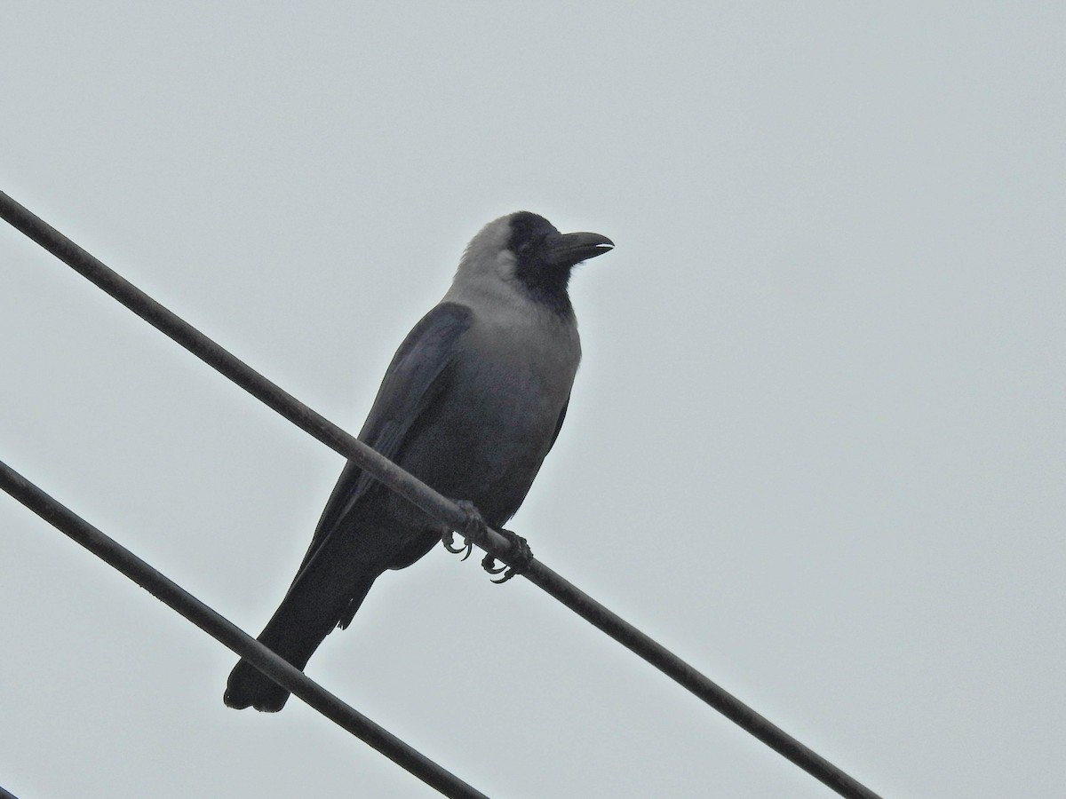 家烏鴉 - ML647879638