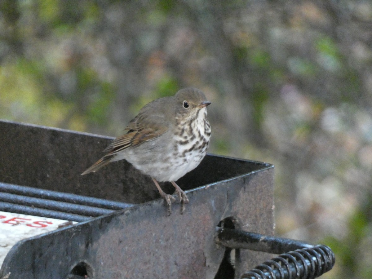 Hermit Thrush - ML647879639