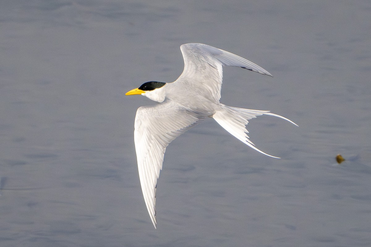 River Tern - ML647879640