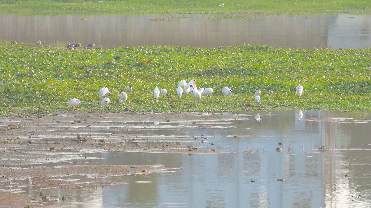 黑頭白䴉 - ML647879641