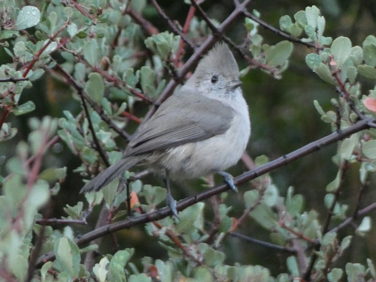 Oak Titmouse - ML647879644