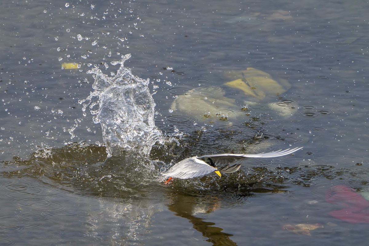 River Tern - ML647879647