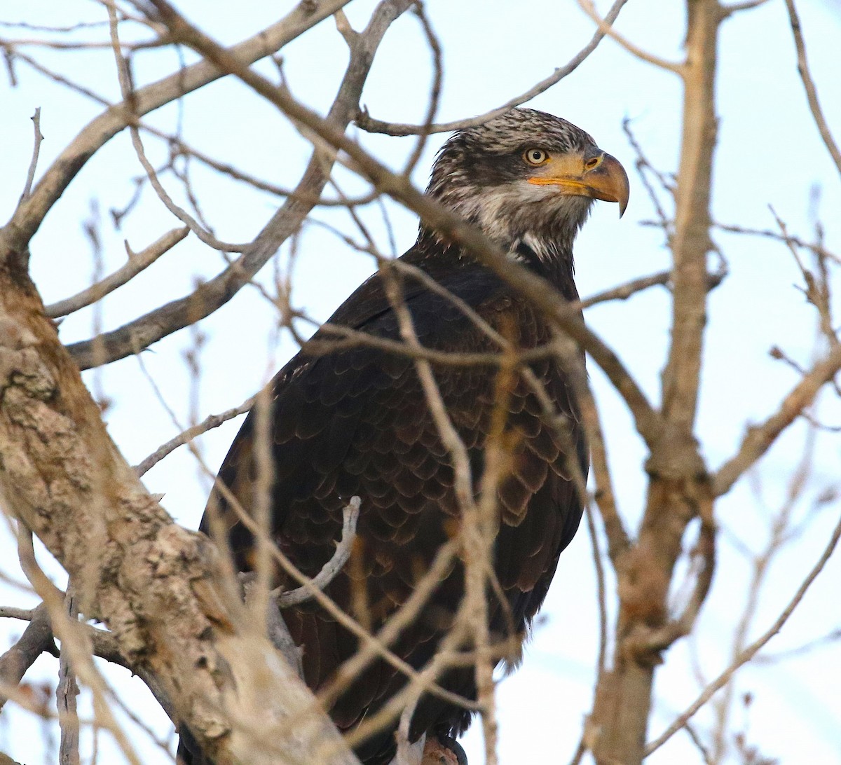 Bald Eagle - ML647879686