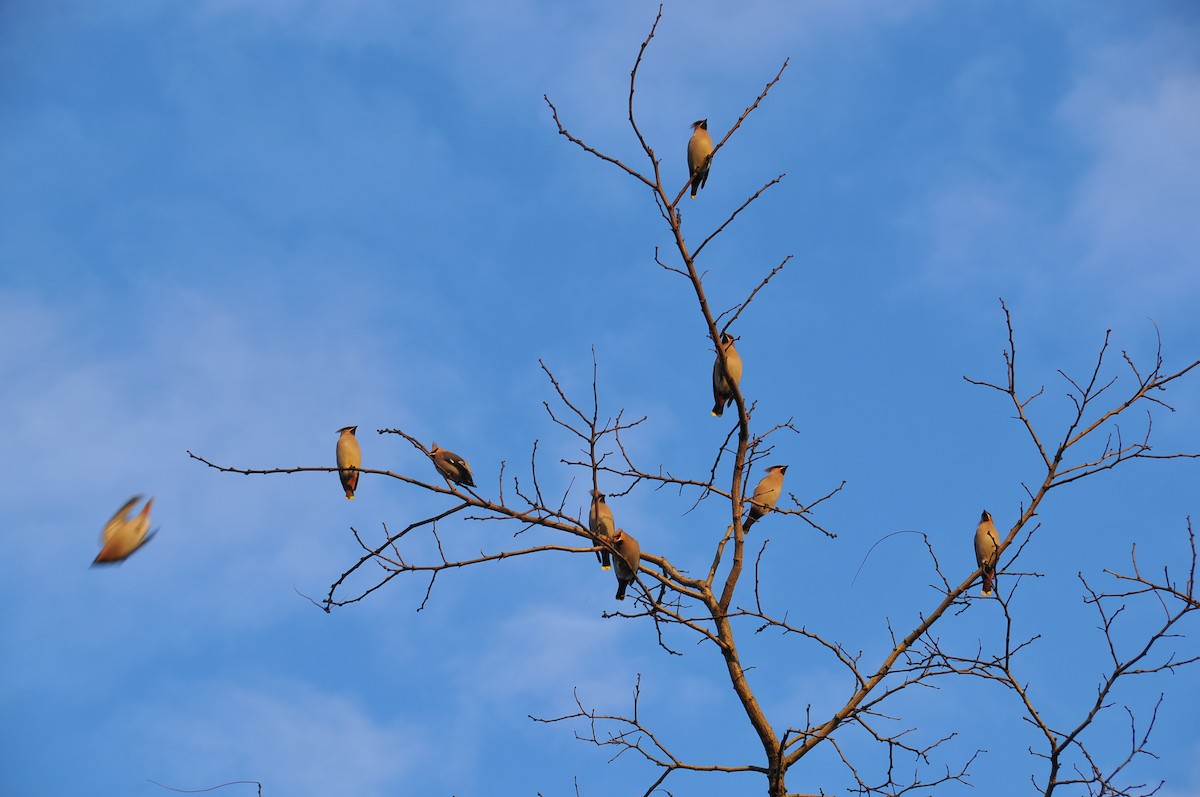 Bohemian Waxwing - ML647879716