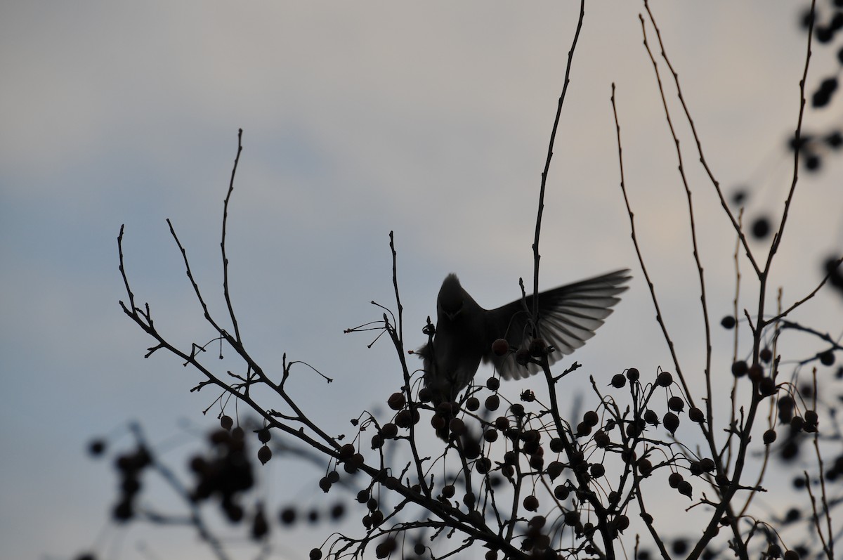 Bohemian Waxwing - ML647879718