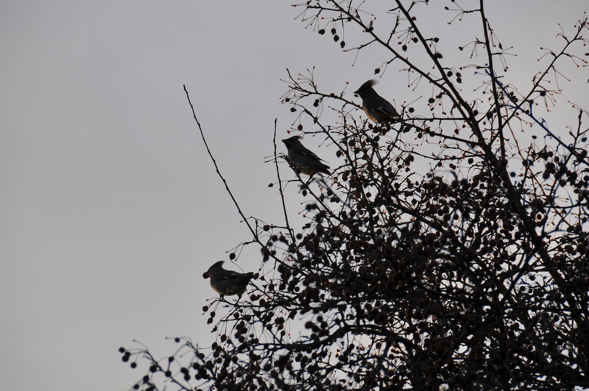 Bohemian Waxwing - ML647879719