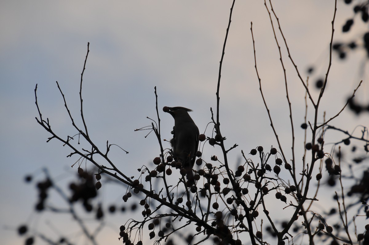 Bohemian Waxwing - ML647879720