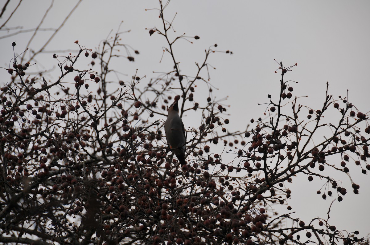 Bohemian Waxwing - ML647879721