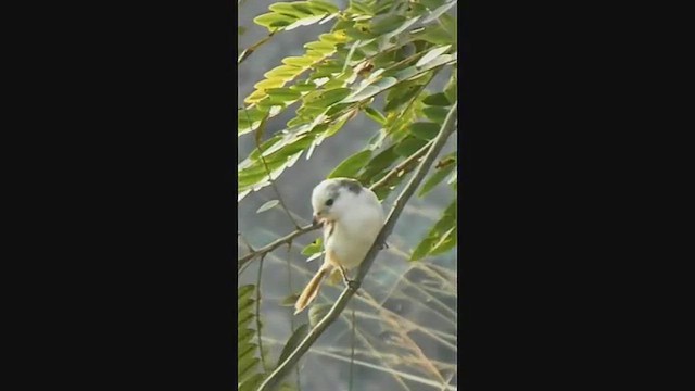 Сорокопуд sp. - ML647879722